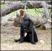 Started Gundogs