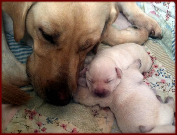 Labrador Yellow Litter