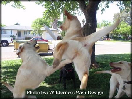 Retrievers at play