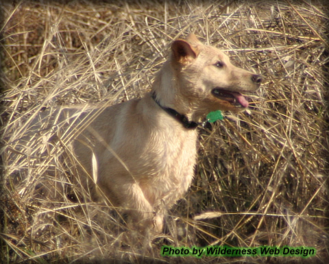 Trained Labrador Retrievers