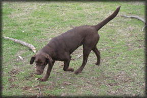 Mocha at Lab Land