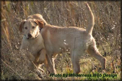 Retrievers in Training