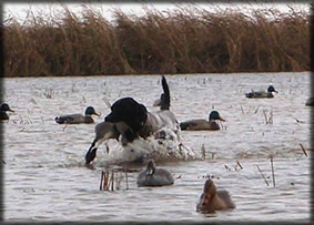 Trained Retriever (Sammy) on her first duck season.