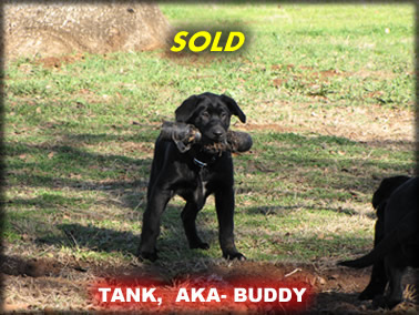Click to see Buddy