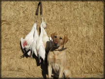 waterspook Labradors